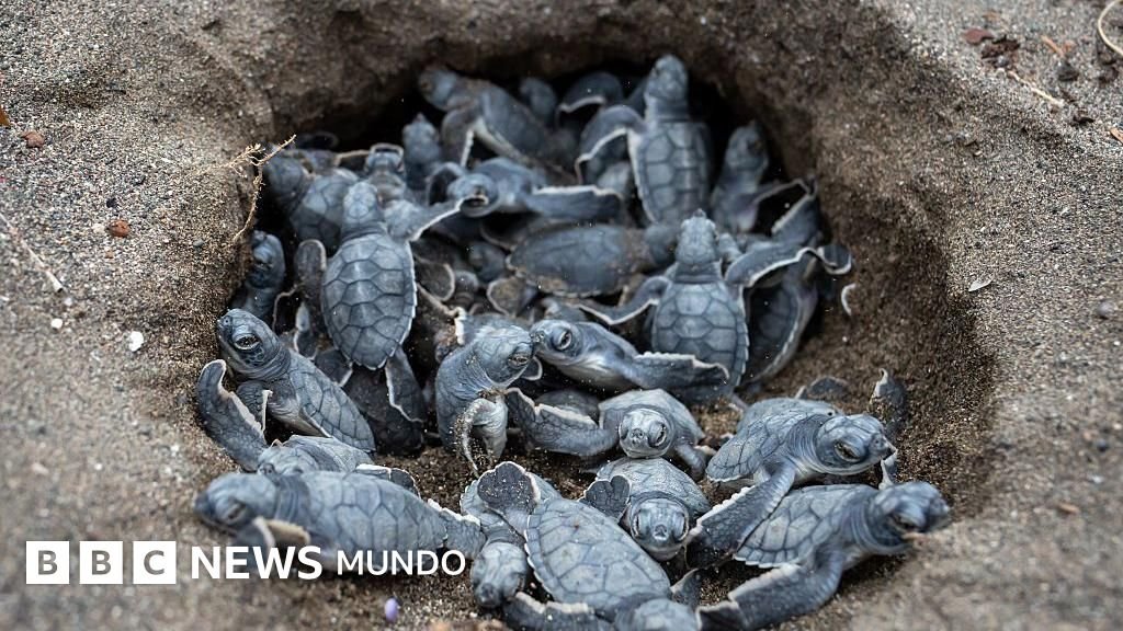 6 noticias positivas para el medio ambiente y la naturaleza en 2025