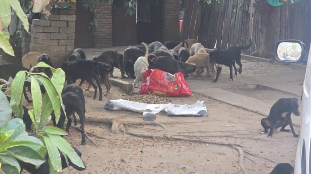Hombre en Oaxaca enfrenta proceso judicial por crueldad animal: hallan 65 perros y un arma en su poder