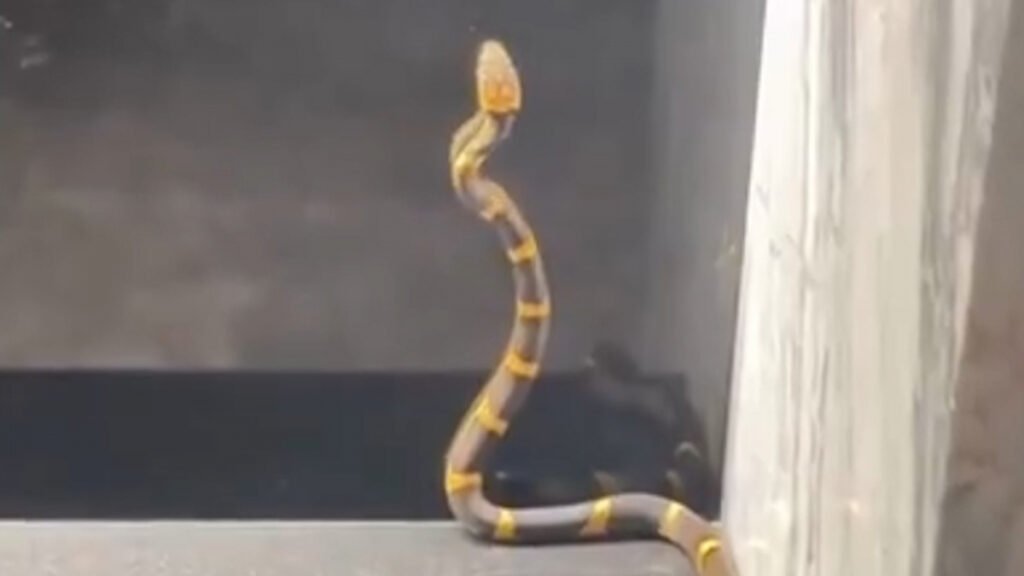 Una serpiente invade la casa del entrenador de Sergio Ramos y Canales: "¡Miren lo larga que es!"