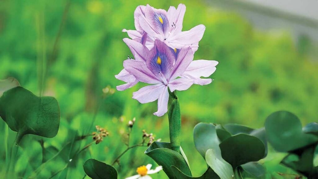 Lirio acuático: hermoso, invasor y peligroso