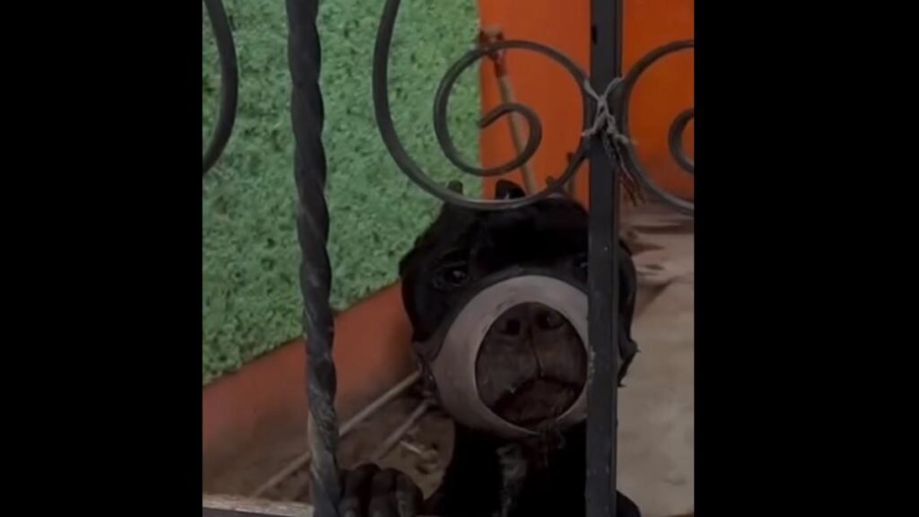 Denuncian maltrato a una perrita que vive con el hocico atado