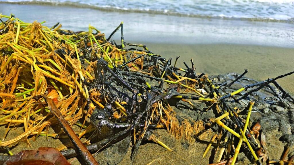 Rocío Nahle desmiente el derrame en las playas de Alvarado, pero admite su impacto.