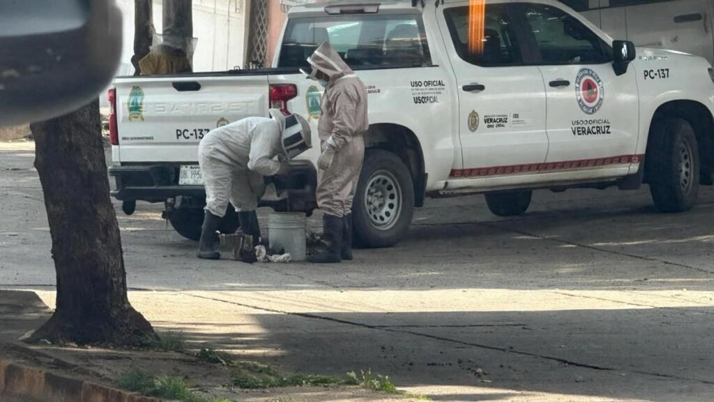 Camión colisiona con panal y provoca un violento ataque de abejas en Veracruz