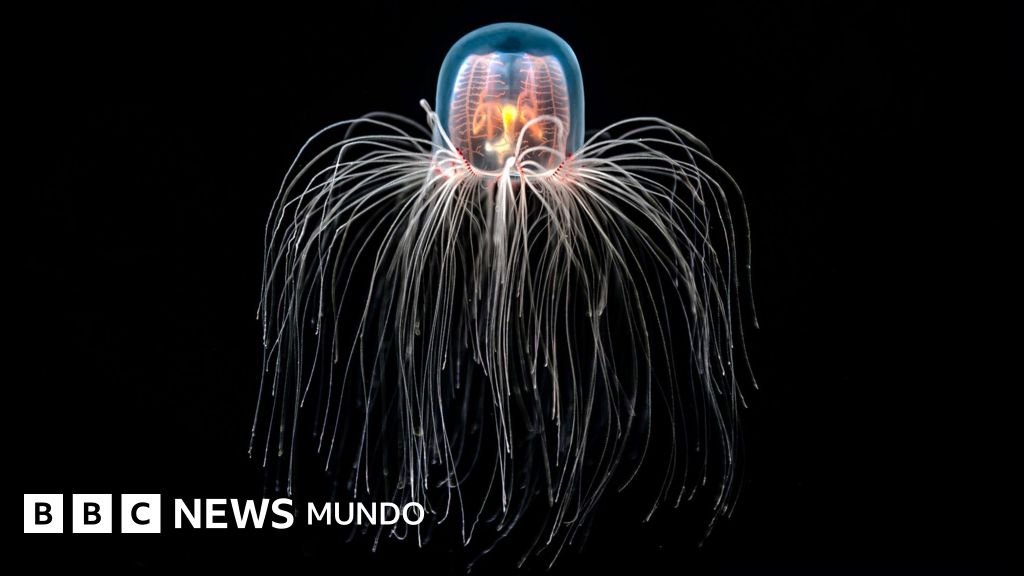 La medusa "inmortal" que rejuvenece: secretos celulares que podrían revolucionar el tratamiento de enfermedades